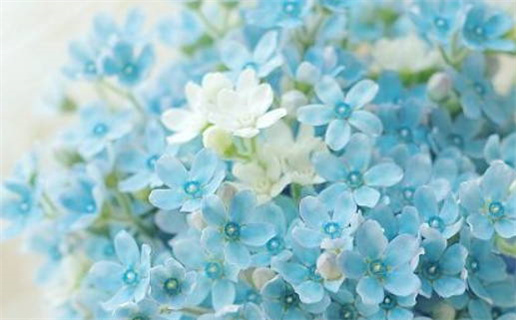 双子座不喜欢巨蟹座是吗(双子座为啥不喜欢巨蟹座)