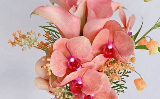 06年出生的狗属什么命运解析与性格特点